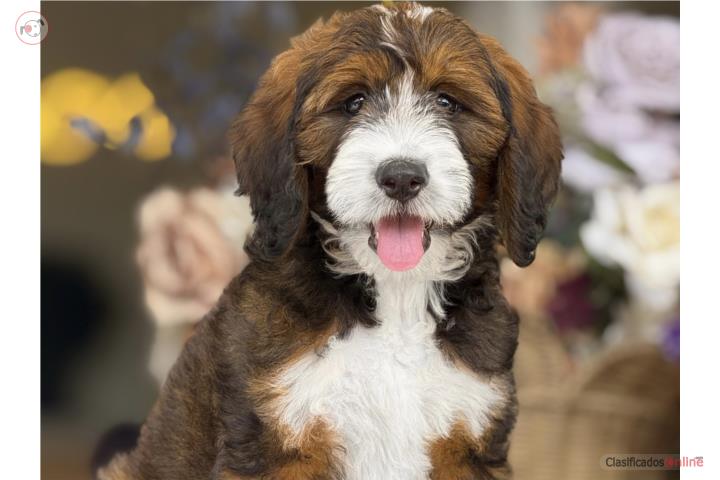 Standard Bernedoodle Sable - Los Osos PR