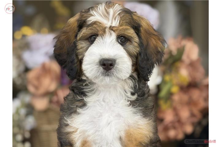 Bernedoodle Standard - Los Osos PR Puerto Rico