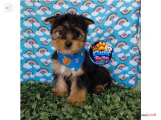 Yorkie toy nene con papeles  Puerto Rico