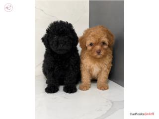 TOY POODLE Puerto Rico