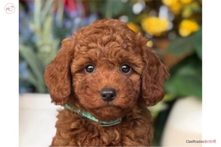 Puppy Land - Coral Mini Goldendoodle  Puerto Rico