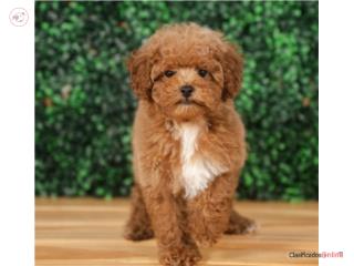 Puerto Rico Bert Mini Poodle(VISITANOS EN GUAYNABO), Perros Gatos y Caballos