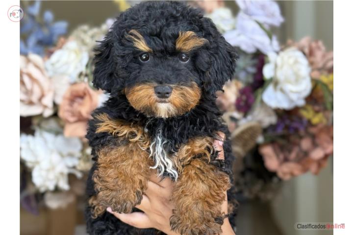 Toy Mini Poodle Black Phantom - Los Osos PR Puerto Rico