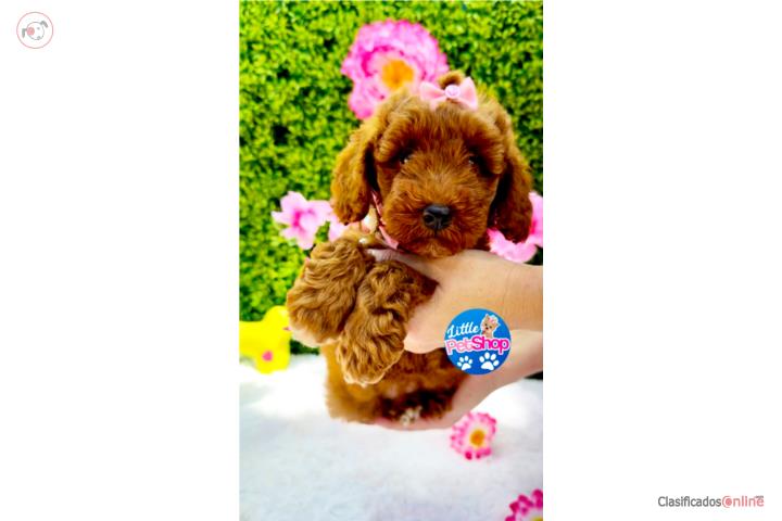 POODLE TOY NENA RED CON PAPELES  Puerto Rico