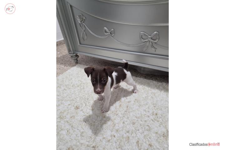Rat Terrier macho bello  Puerto Rico