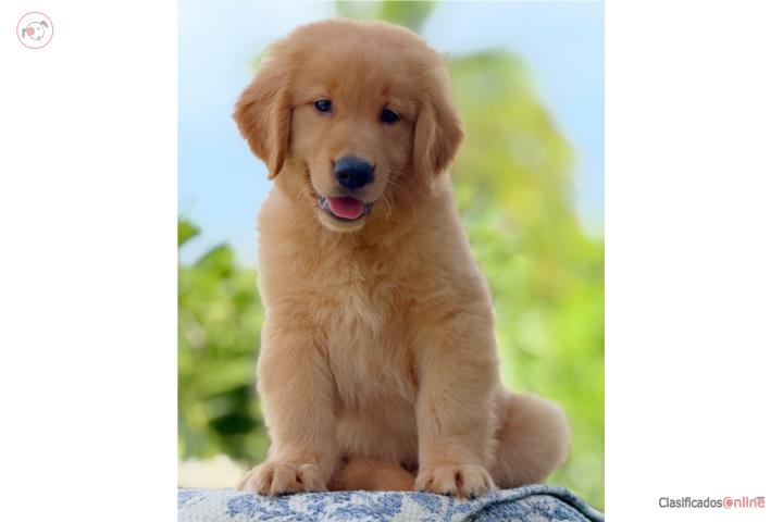 GOLDEN RETRIEVER BIG BONE DARK GOLDEN Puerto Rico