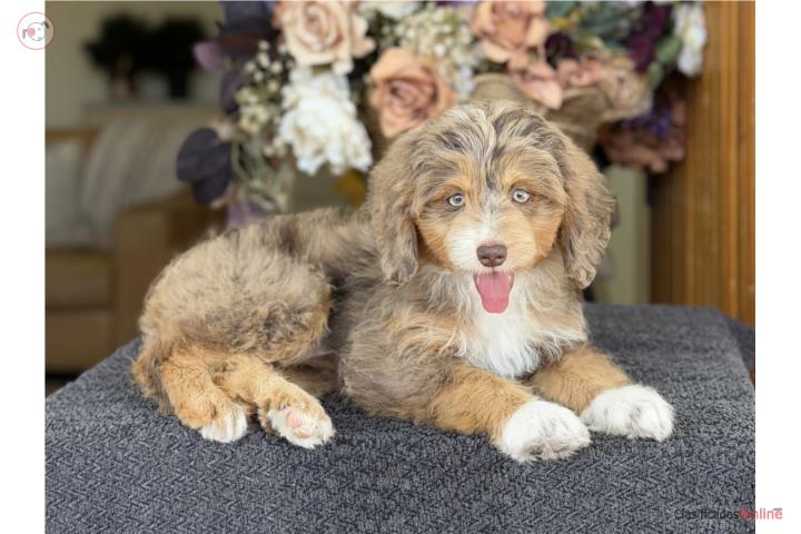 Mini Aussiedoodle - Los Osos PR