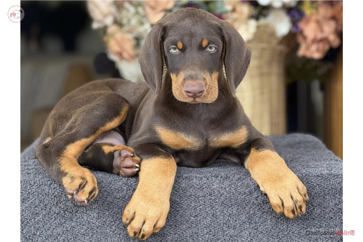 Doberman Pinscher - Los Osos PR