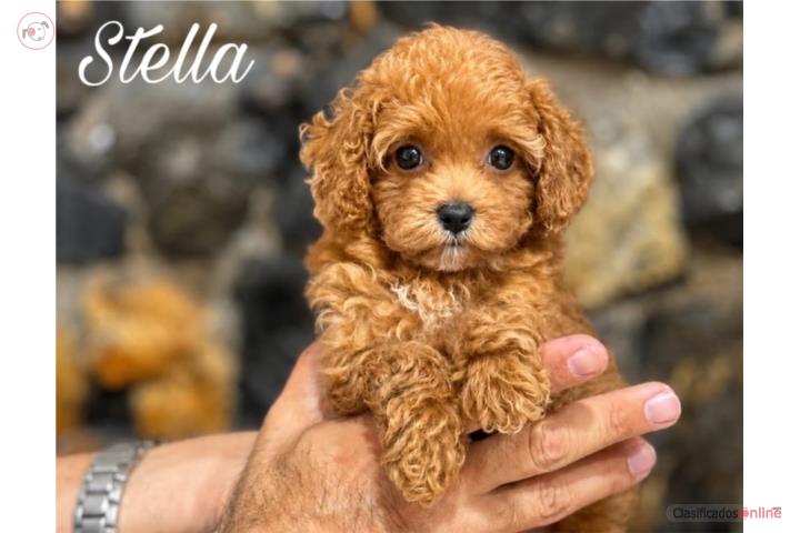 Stella Toy Poodle Nena AKC - Puppy Land Puerto Rico