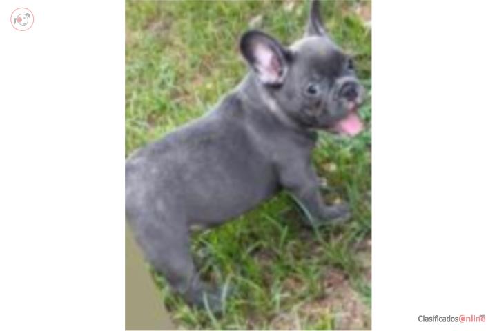 Bellos Frenchies Puerto Rico