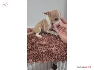 175 chihuahua macho Puerto Rico