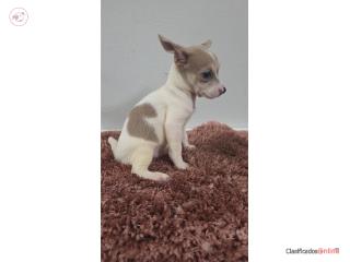 175 chihuahua macho Puerto Rico