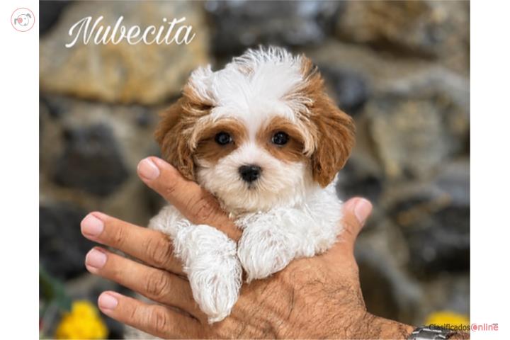 Nubesita Toy Cavapoo Nena X Small - Puppy Land  Puerto Rico