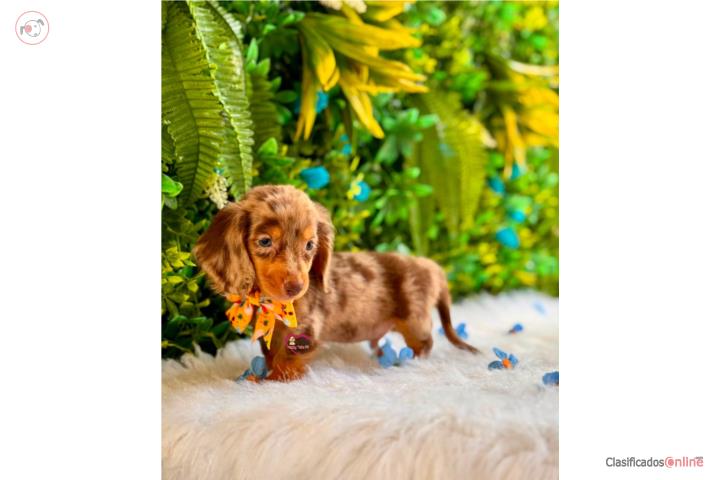 Dachshund mini Nene Long Hair  Puerto Rico