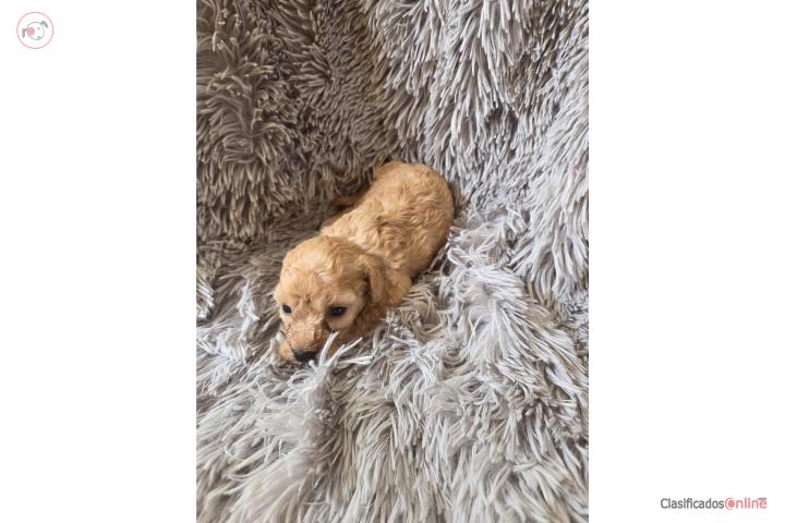 Toy Poodle M y H Papeles AKC Puerto Rico
