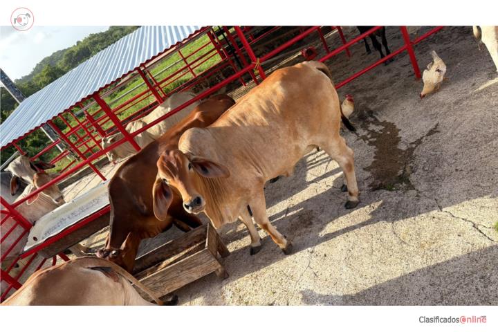 VACA - CARGADA DE BRAHMAN Puerto Rico