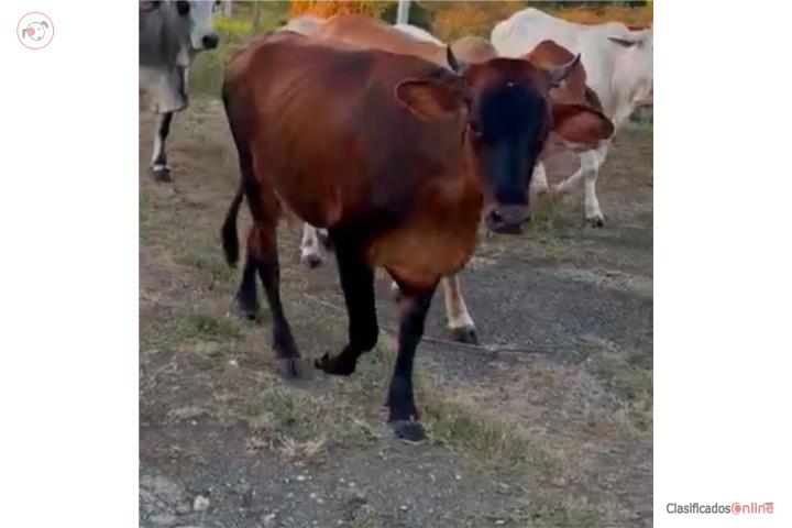 VACA  Puerto Rico