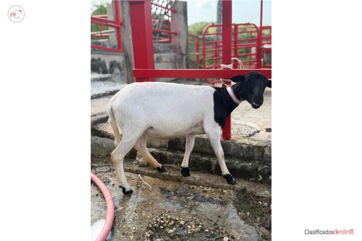 OVEJA MIX DORPER Puerto Rico
