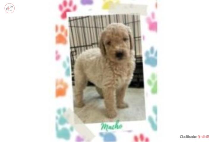 Puppies Goldendoodles Standard  Puerto Rico