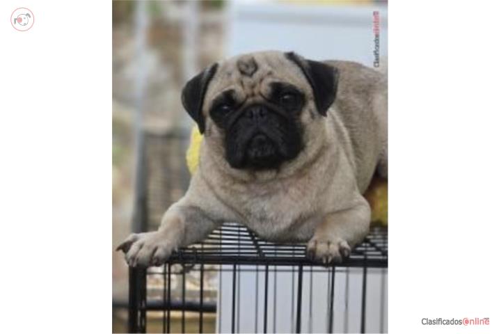 Pug Puerto Rico