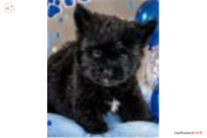 Yorkie nene midnight black Puerto Rico