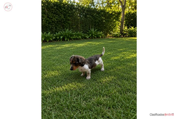 Hermoso mini salchicha Piebald black & tan