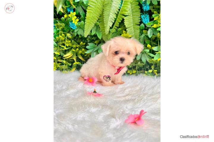 Maltes toy Nena con papeles  Puerto Rico
