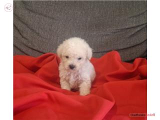 TOY POODLE MACHO PERLADO, Puppy