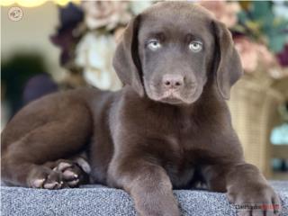 Labrador Big Bone! Choco AKC - Los Osos PR, Mascotas Puerto Rico