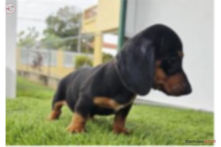 Salchicha Dachshund mini  Puerto Rico