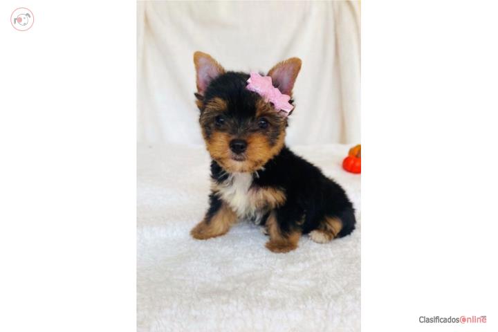 Yorkshire Hembra Papeles AKC  Puerto Rico