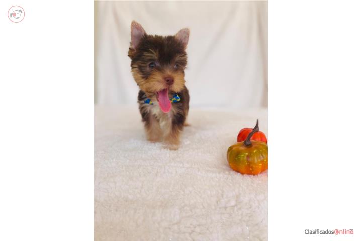 Yorkie Chocolate Tan Macho AKC Full Puerto Rico