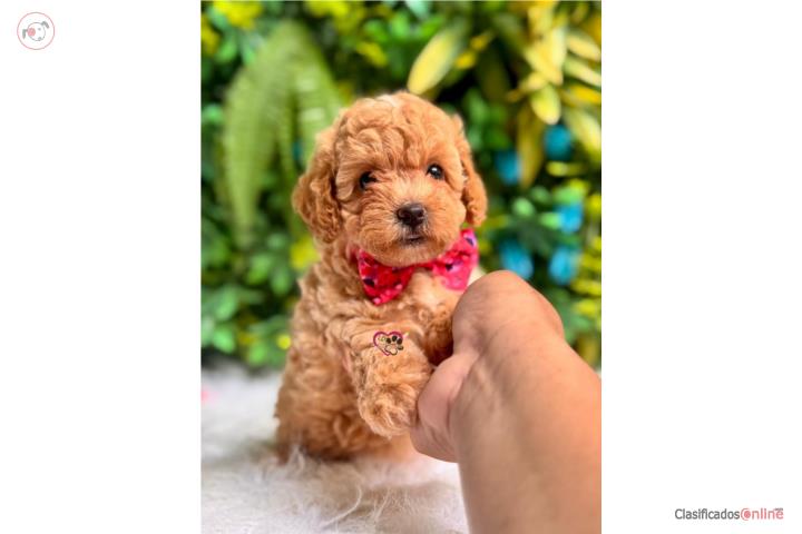 Toy Poodle Nena con papeles  Puerto Rico