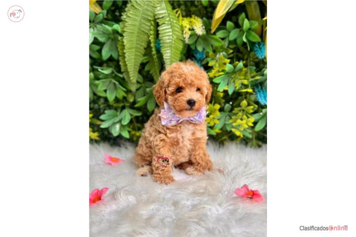 Toy Poodle Nena con papeles  Puerto Rico