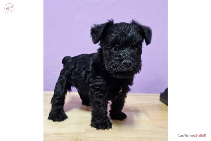Schnauzer Macho Vacunado  desparasitado Ponce Puerto Rico