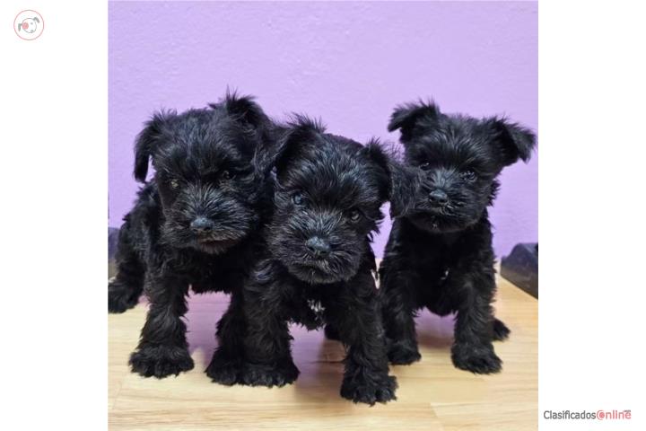 Schnauzer mini  Machos Vacunados Puerto Rico