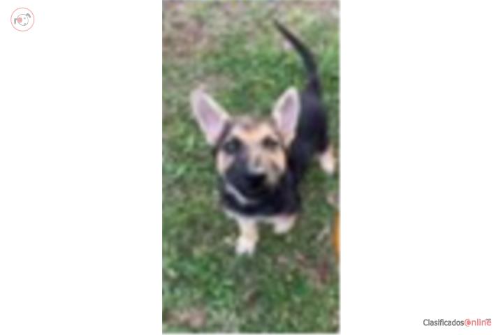 Cachorros belga malinois con pastor alemán Puerto Rico