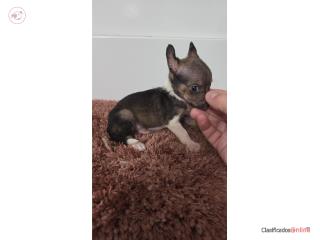 175 chihuahua macho Puerto Rico