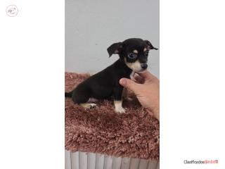 175 chihuahua macho Puerto Rico