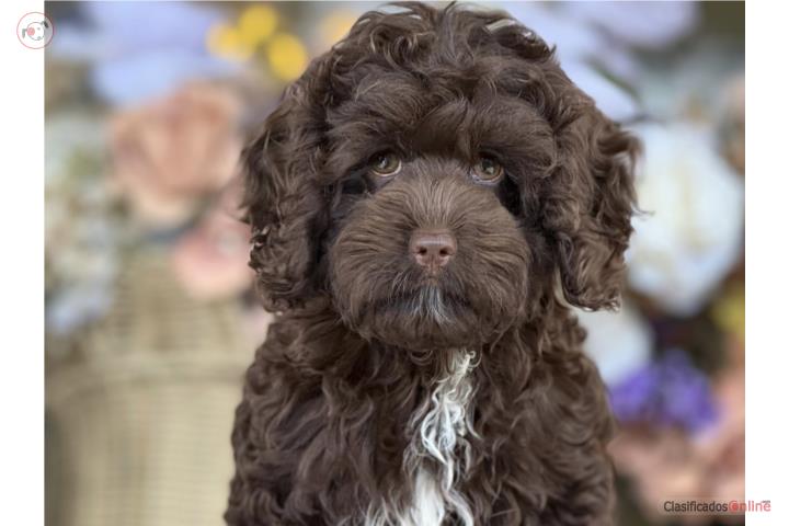 Cockapoo Chocolate WOW - Los Osos PR