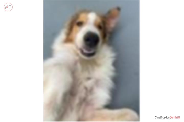 Rough Collie (lassie) Puerto Rico