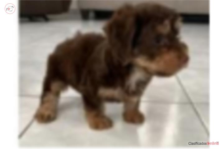 Yorkie Poo Macho Puerto Rico