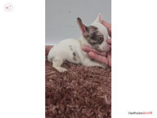Chihuahua macho Puerto Rico