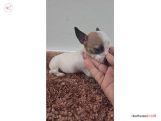 Chihuahua macho Puerto Rico