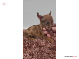 Chihuahua macho  Puerto Rico