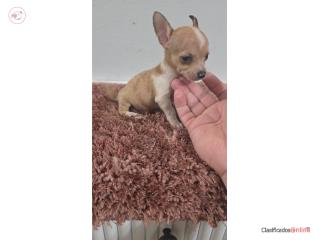 Chihuahua macho Puerto Rico