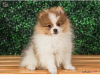 Puerto Rico Pippen Pomeranian (VISITANOS EN GUAYNABO), Perros Gatos y Caballos