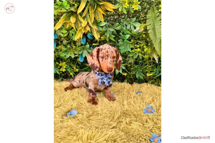Dachshund mini Nene con papeles  Puerto Rico