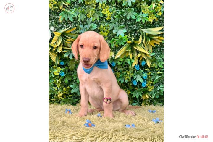 Labrador Retriever Nene con papeles  Puerto Rico