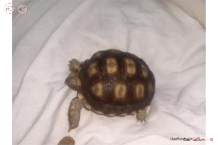 Se vende Tortuga Sulcata  Puerto Rico
